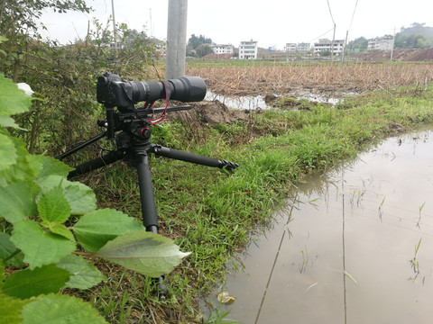 田野之间