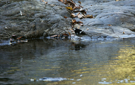 小燕尾在溪流旁