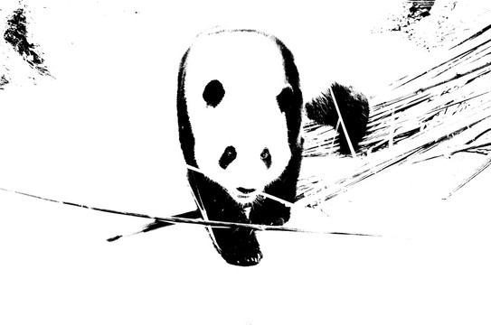 熊猫素描