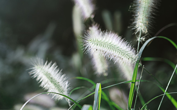 狗尾巴草