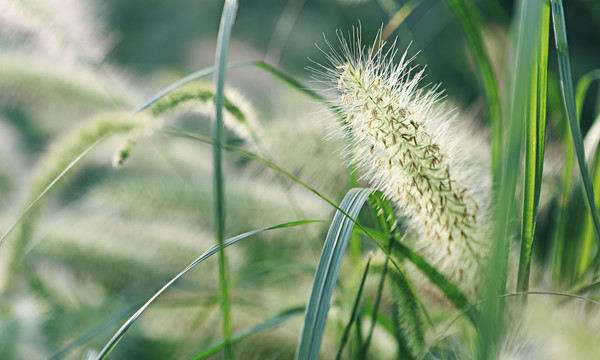 狗尾巴草