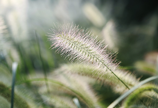 狗尾巴草