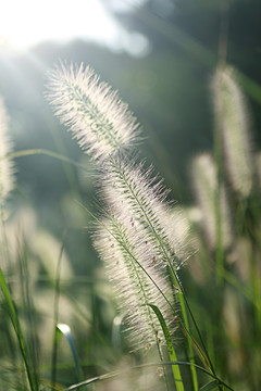 狗尾巴草