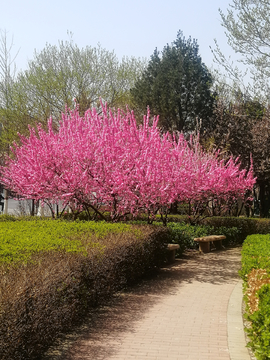 春暖花开社区桃花