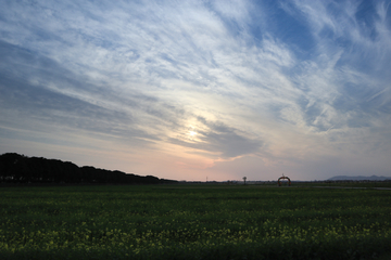 夕阳下的油菜田