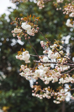 春天盛开的樱花高清图