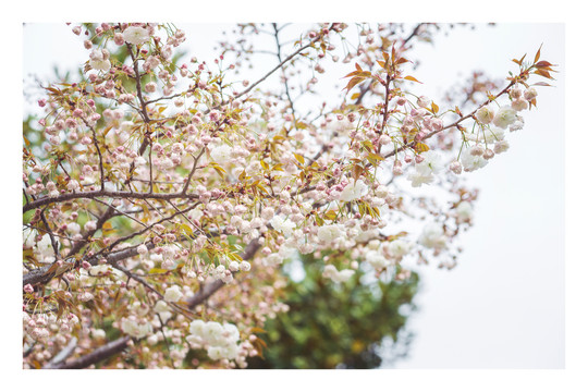 春天盛开的樱花高清图