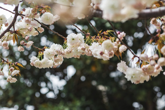 春天盛开的樱花高清图