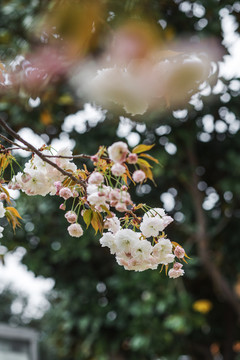 春天盛开的樱花高清图