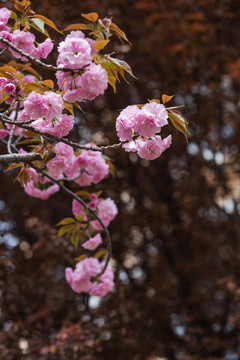 春天盛开的樱花高清图