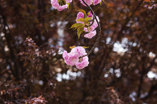 春天盛开的樱花高清图