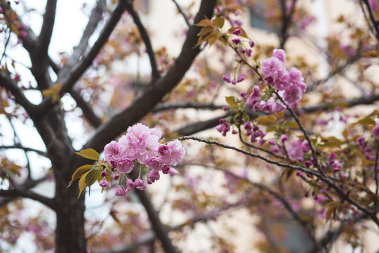 春天盛开的樱花高清