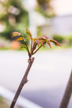 长在树上的香椿芽图片