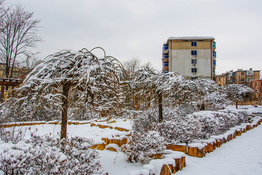 一排树上挂着雪挂的树与居民楼