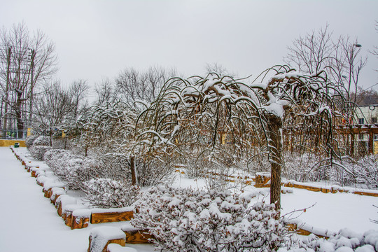 一排树枝挂着雪挂的树木与树丛