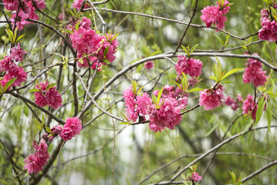 樱花