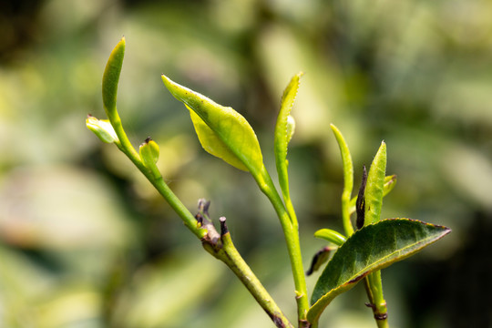 茶叶素材