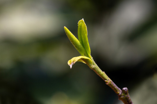 茶叶素材