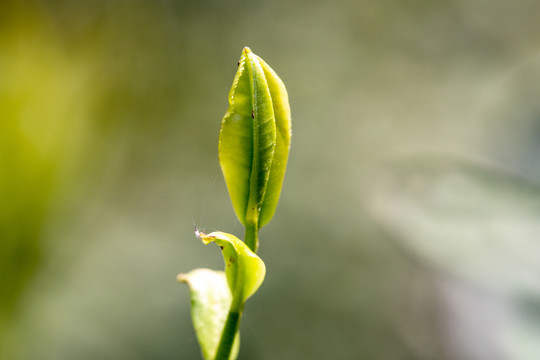 明前茶叶