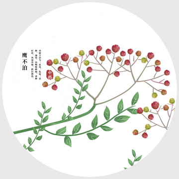 鷹不泊