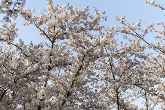 仰望天空樱花