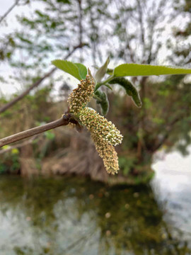 植物芽特写