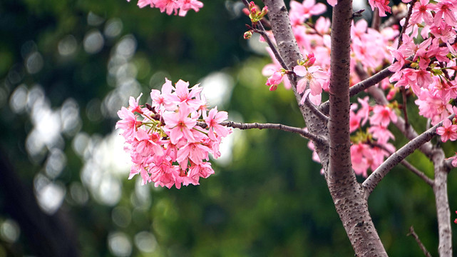 樱花