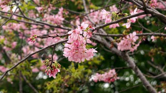 樱花