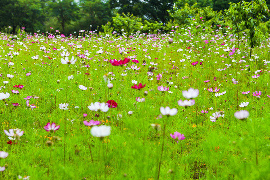 春天格桑花花海