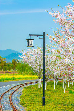 径山花海