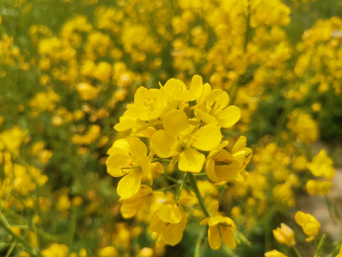 油菜花