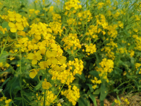 油菜花特写