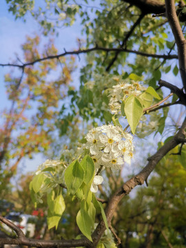 梨花