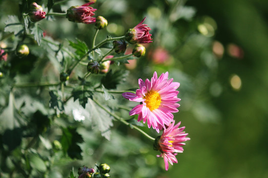 野菊花