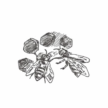 蜜蜂采蜜插畫