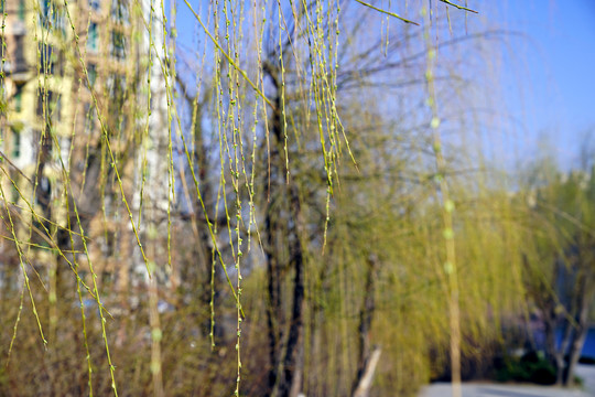 萌发苞芽的柳枝