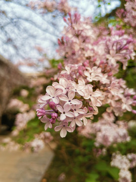 丁香花