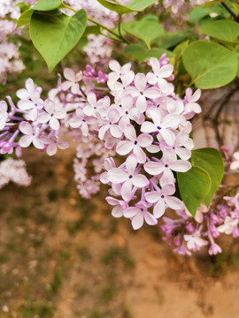 丁香花