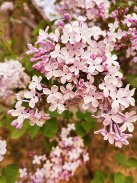 丁香花