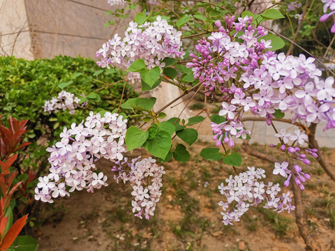 丁香花