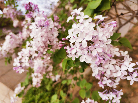 丁香花