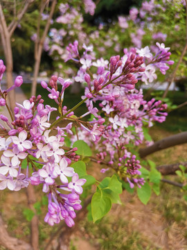 丁香花