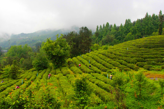 茶园管理