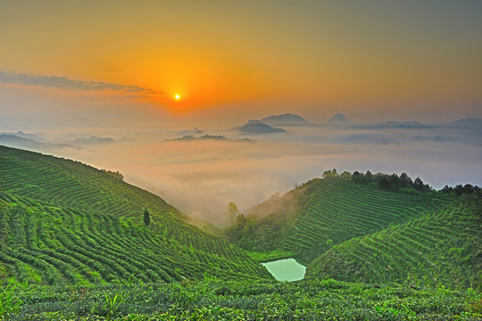 县河茶