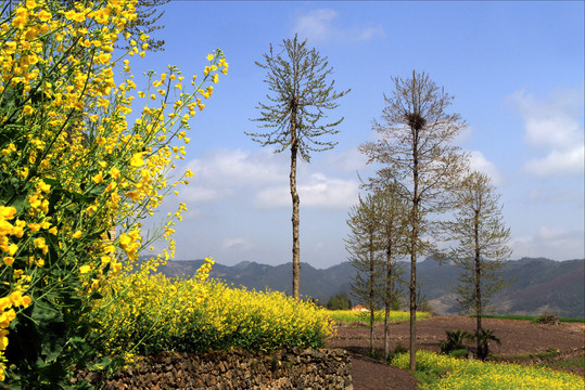 油菜山