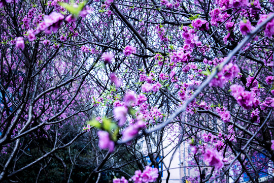 桃花开