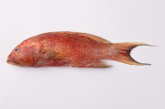 冰岛红鱼
