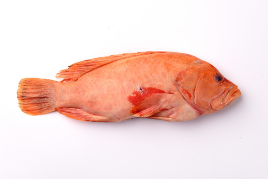 冰岛野生红斑鱼