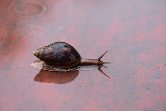 雨后的东风螺