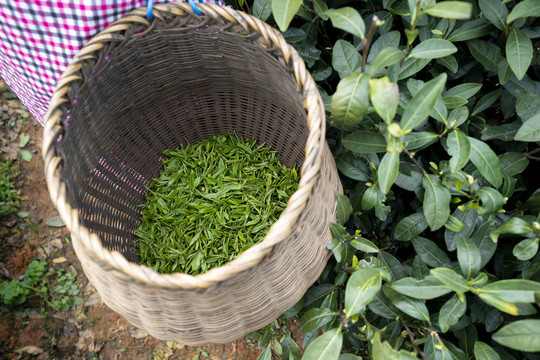 箩筐内的新鲜茶叶